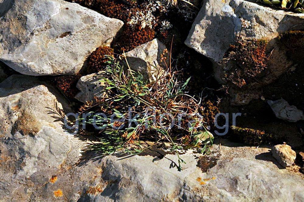 Thesium vlachorum Photo: Γιάννης Κοφινάς πηγή: http://www.greekflora.gr