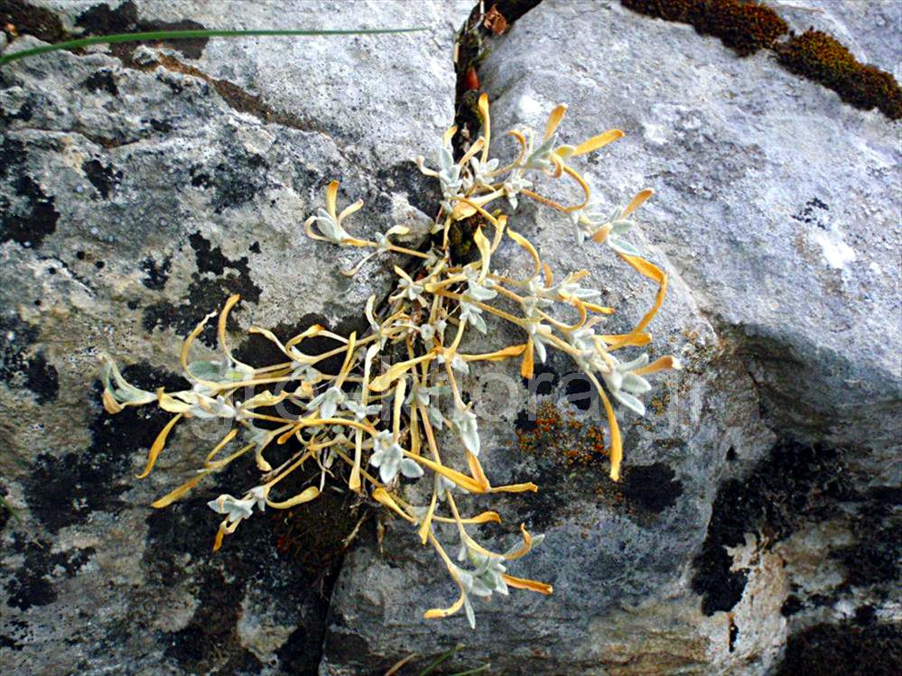 Thesium vlachorum Photo: Γιάννης Κοφινάς πηγή: http://www.greekflora.gr